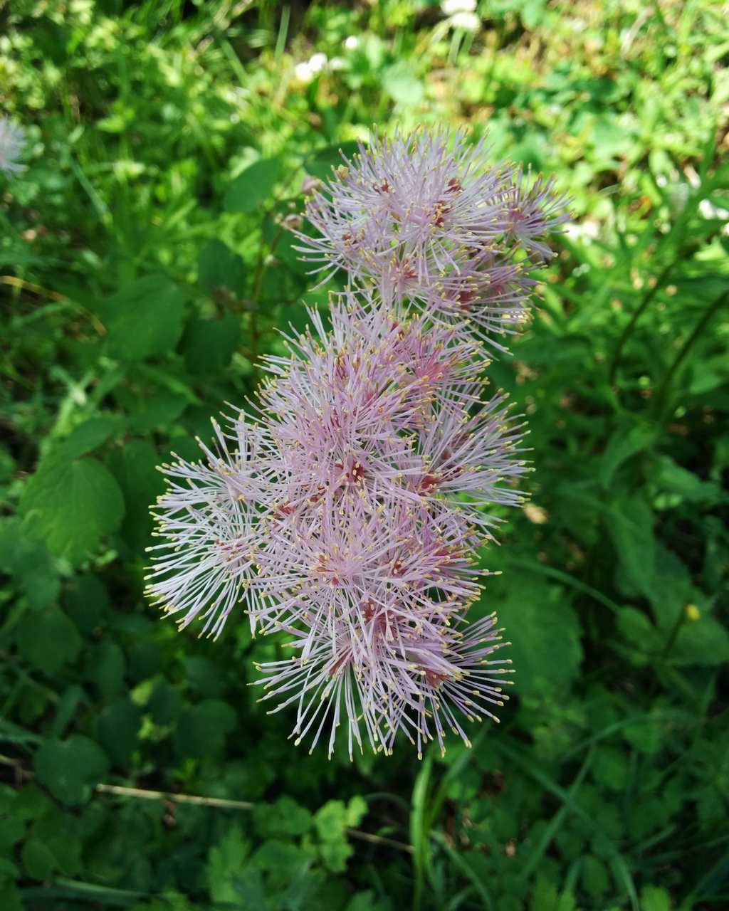 Thalictrum aquilegiifolium